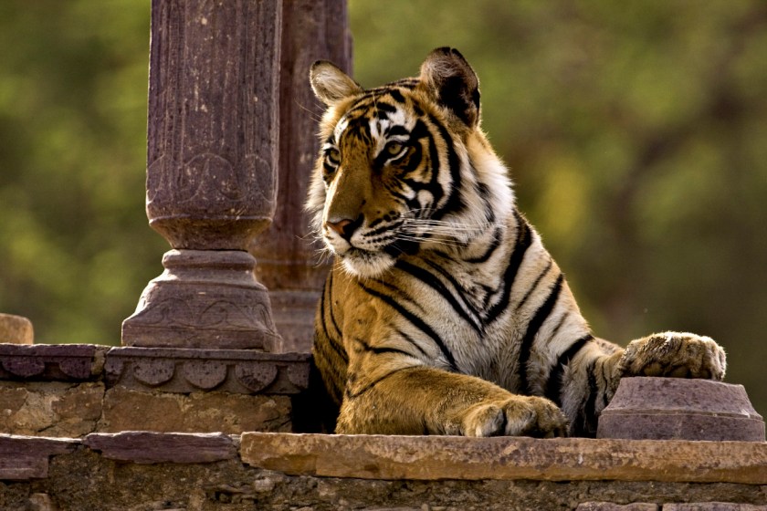 Tiger sitting in a chattri or palace in Ranthambore tiger reserve