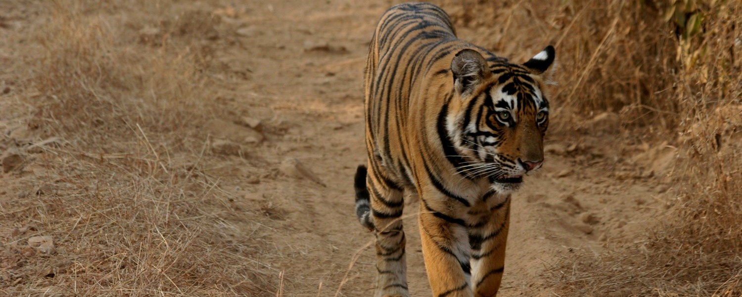 Ranthambhore-tigers